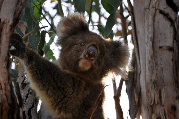 Kangaroo Island Caravan Park - Koala