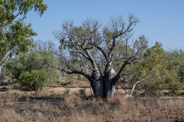 East Kimberley - Boabbaum am Strassenrand