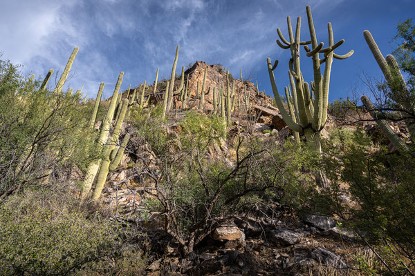 Sabino Canyon - Creek Trail