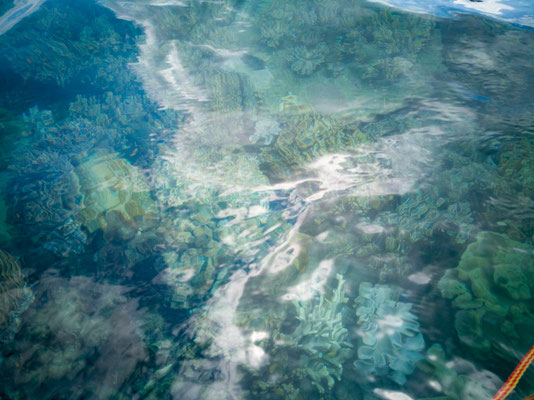 Mit dem Kanu nach Haslewood Island - Korallenriff direkt vor der Insel