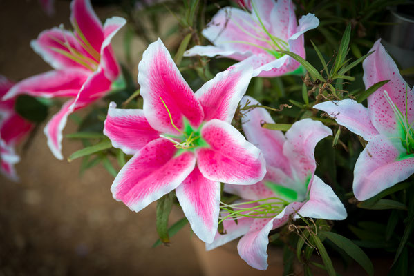 Rubyvale Gemseeker Caravan Park - Wieder Blumen....