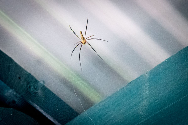 Djiru National Park direkt bei Mission Beach - ... nur eine Spinne gesichtet...