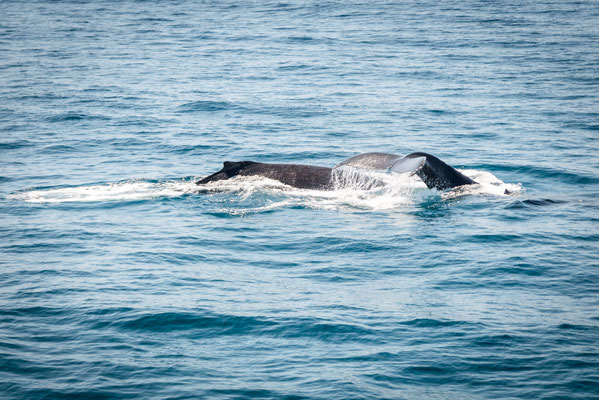 Whale Watching in Brisbane