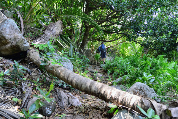 Auf dem Weg zur Petit Anse und Anse Coco