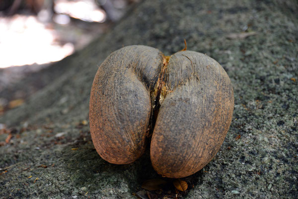 Vallée de Mai - Coco de Mer