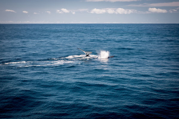 Whale Watching in Brisbane