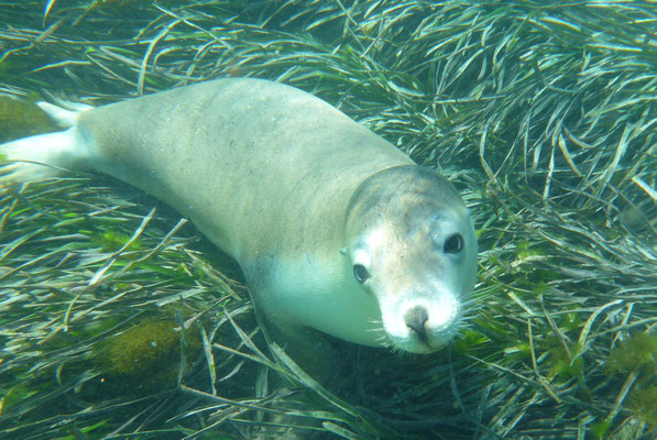 Nahaufnahme eines neugierigen australischen Seelöwen (Australian Sea Lion) beim Schnorcheln im klaren Wasser der Baird Bay