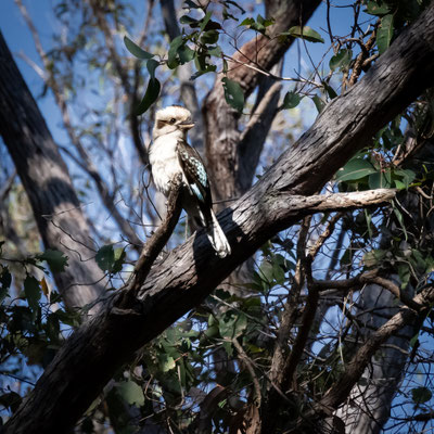 Jarrahndene Campground, Leeuwin-Naturaliste Nationalpark - Kookaburra