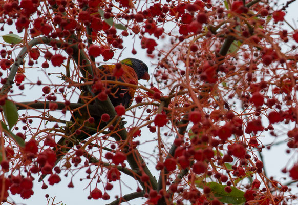 Rainbow Lorrikeet in Kirribilli