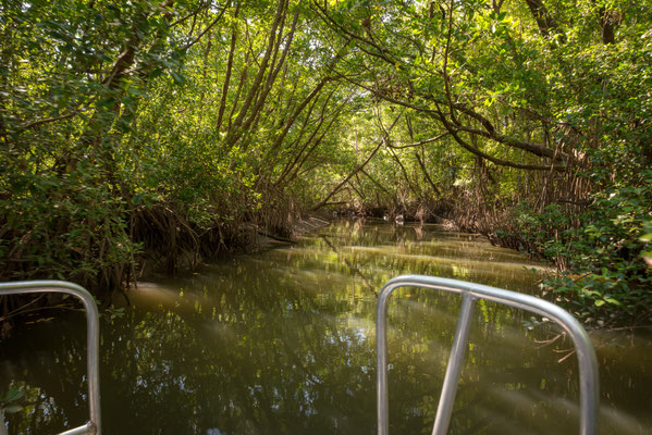 Solar Whisperer Daintree River Crocodile Tour