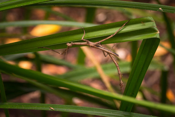 Dubuji Walk (Daintree National Park) - ... und finden nur eine Stabheuschrecke
