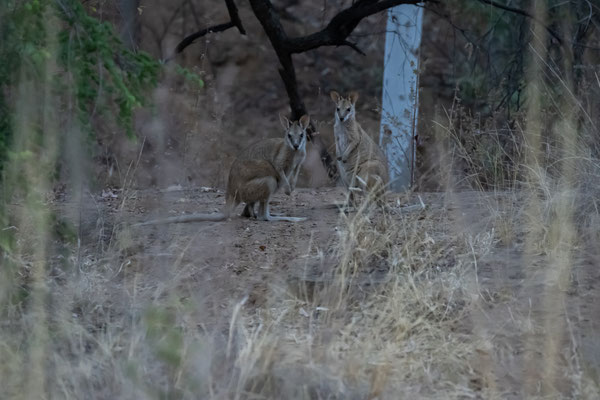 Windjana Gorge Nationalpark - Wallabies