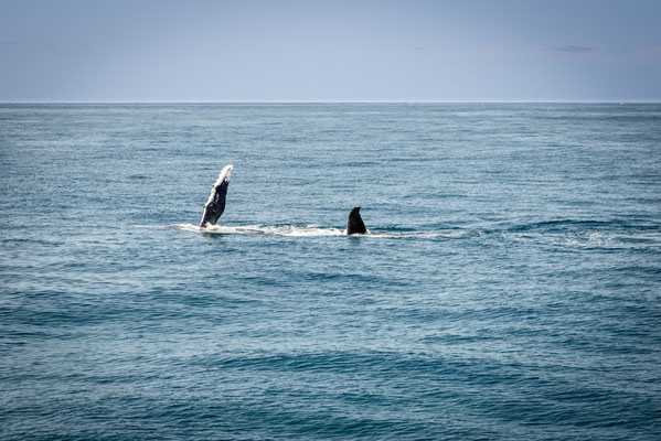 Whale Watching in Brisbane