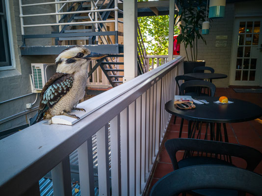 Glenferrie Lodge, Sydney - der Kookaburra