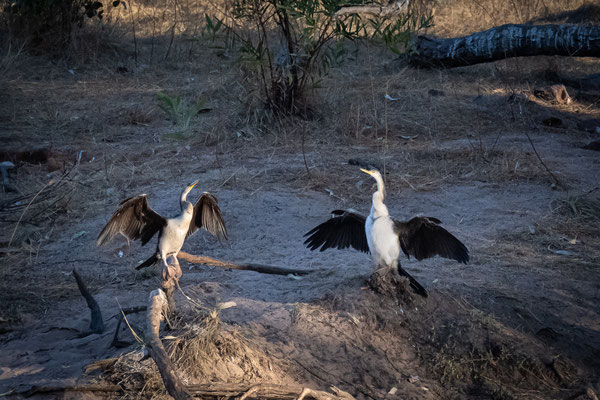 Hann Creek Free Camp - die Vögel