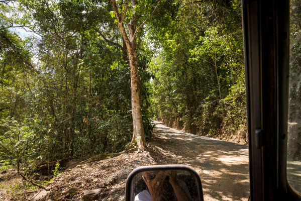 Bloomfield Track zurück nach Cape Tribulation
