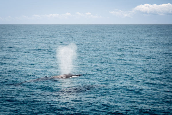 Whale!