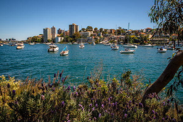 Lavender Bay