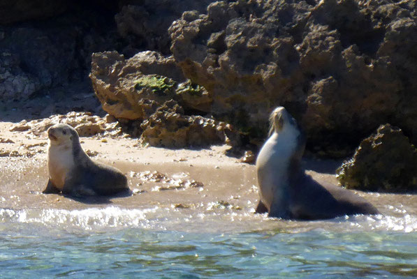 Schnorcheln mit Seelöwen, Baird Bay