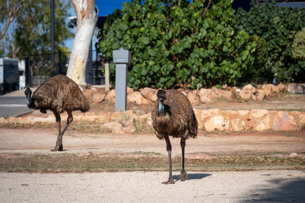 Ningaloo Caravan und Holiday Park, Exmouth - Besuch von Emus