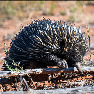 Echidna/Ameisenigel