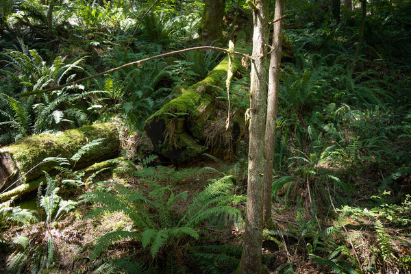 Capilano Suspension Bridge Park 