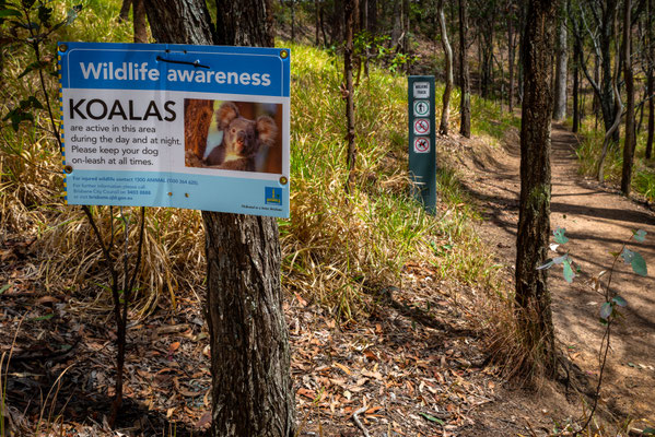 Mount Coot-tha Summit Track - Die Koala-Suche beginnt...