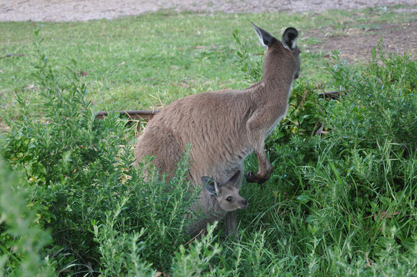 Newland Head Conservation Park - Kängurus auf dem Campingplatz