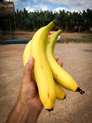 bevor wir von hier abreisen: noch einmal Bananen direkt von der Plantage