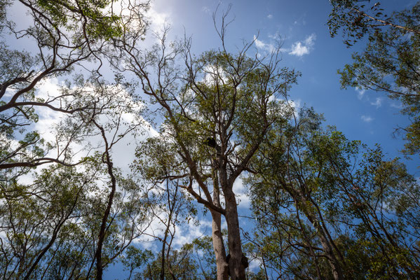 Mount Coot-tha Summit Track - ... das ist keiner...