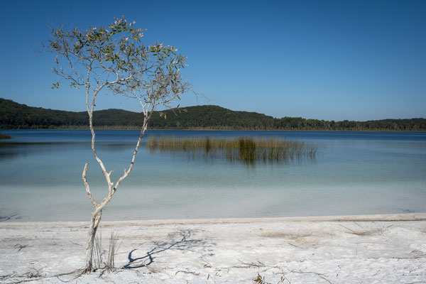 Lake Birrabeen, Fraser Island - sehenswert!