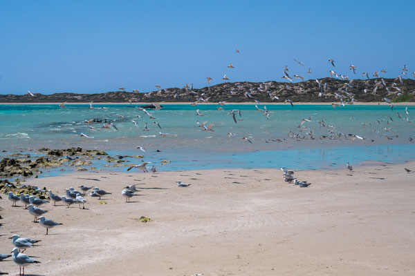 Bill's Bay, Coral Bay 