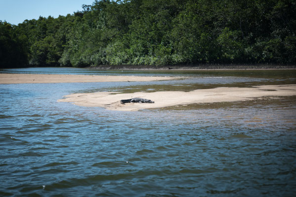 Solar Whisperer Daintree River Crocodile Tour