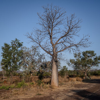 East Kimberley - Dunham River Rest Area (Gratis-Übernachtungsplatz) mit Boabbaum