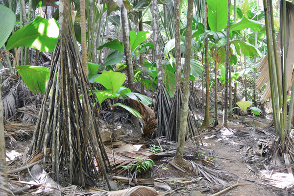 Vallée de Mai