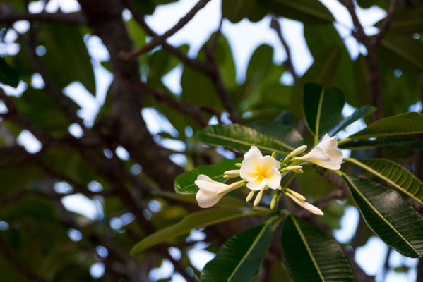 Frangipani in Port Douglas