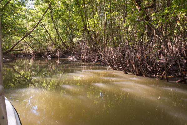 Solar Whisperer Daintree River Crocodile Tour