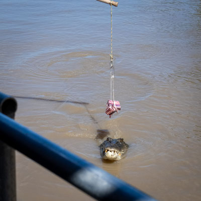 Jumping Crocodile Tour / Adelaide River