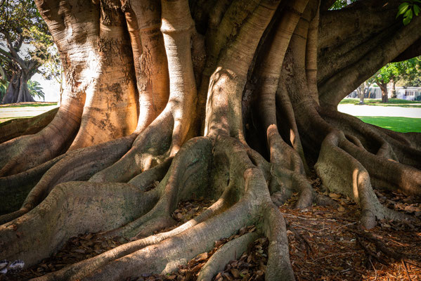 Royal Botanic Garden