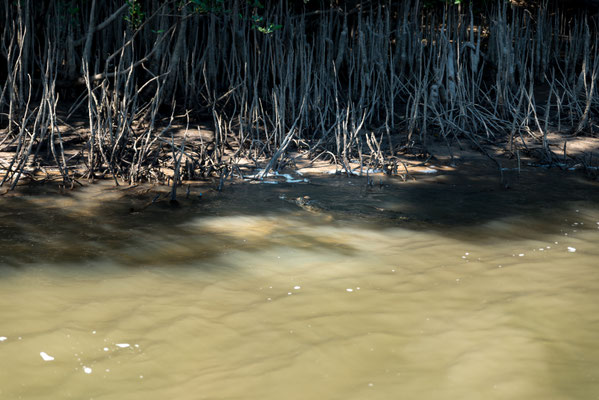 Solar Whisperer Daintree River Crocodile Tour