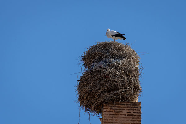 Marrakesch - El Badi Palast - Storchennest