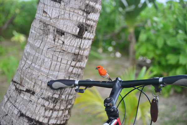 ein roter Spatz 