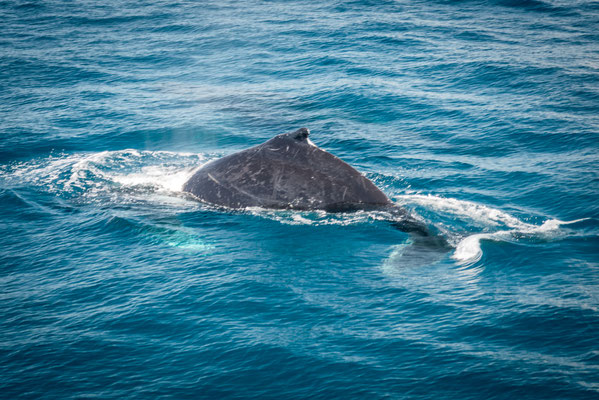 Whale Watching in Brisbane