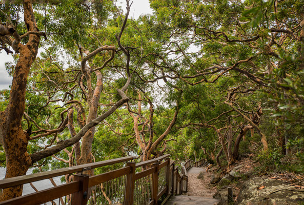 Angophora Walk, Breadleys Head (Sydney Harbour NP)