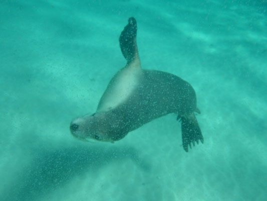 Nahaufnahme eines neugierigen australischen Seelöwen (Australian Sea Lion) beim Schnorcheln im klaren Wasser der Baird Bay