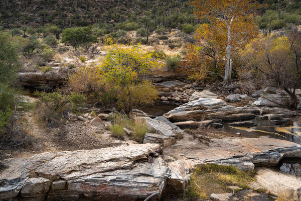 Sabino Canyon - Creek Trail