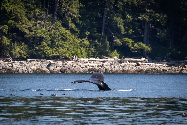 Port McNeill/Knight Inlet - Grizzly Tour mit 'Sea Wolf Adventures' - Buckelwale