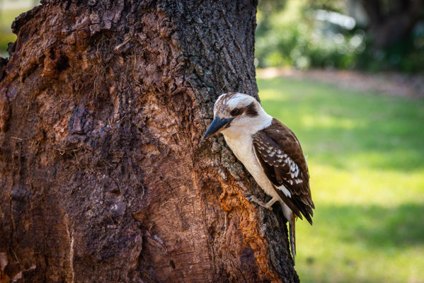 Watsons Bay - Lachender Hans (Kookaburra) im Robertson Park
