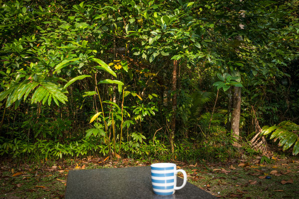 Lync-Haven Rainforest Retreat - wieder Mal warten auf den Kasuar...