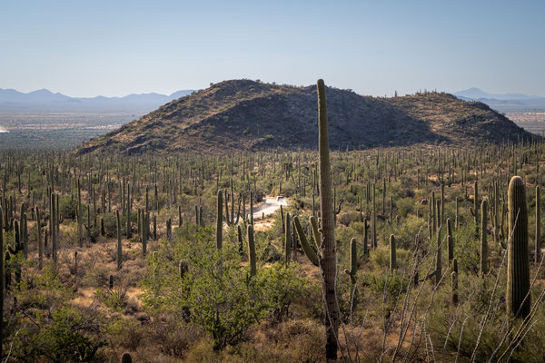 Saguaro National Park West - Hugh Norris Trail, Blick auf die Parkstrasse